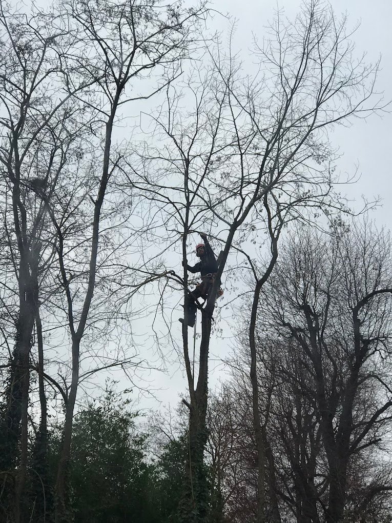 elagage d'arbres - Photo 10