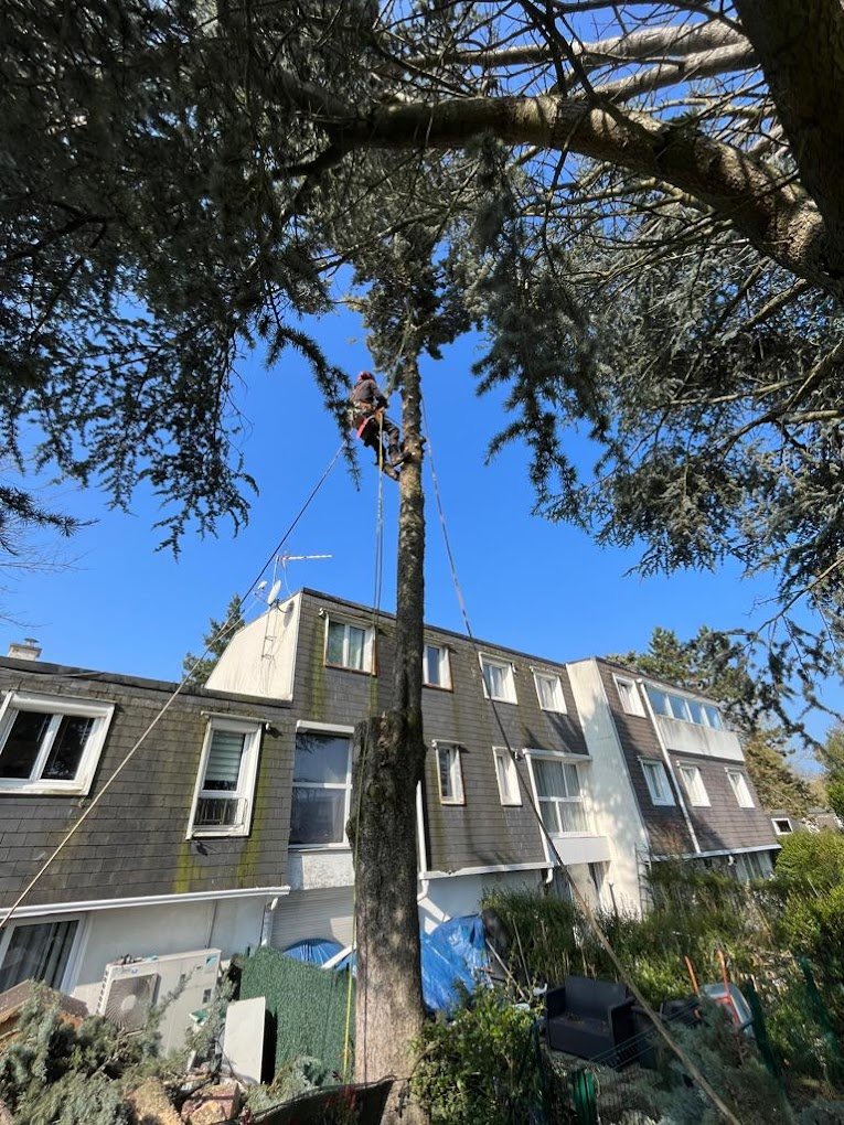 elagage d'arbres - Photo 2