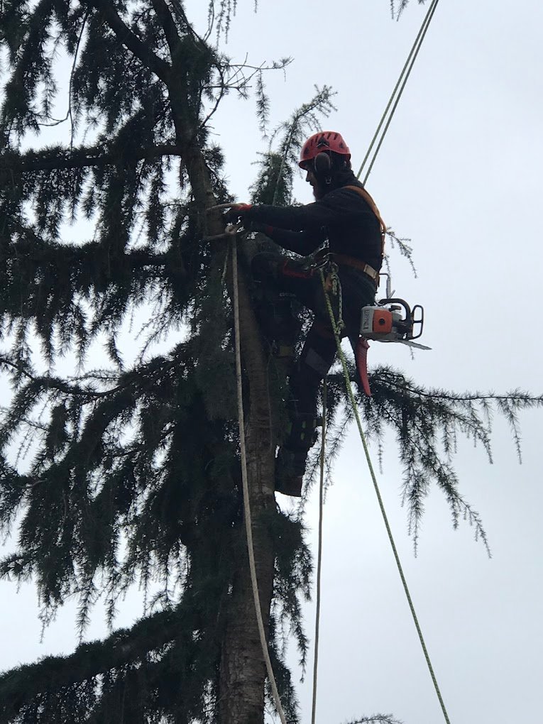 elagage d'arbres - Photo 9