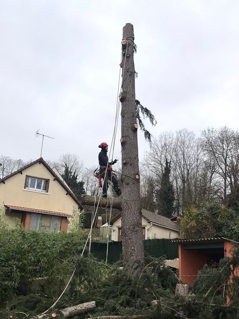 elagage d'arbres - Photo 3