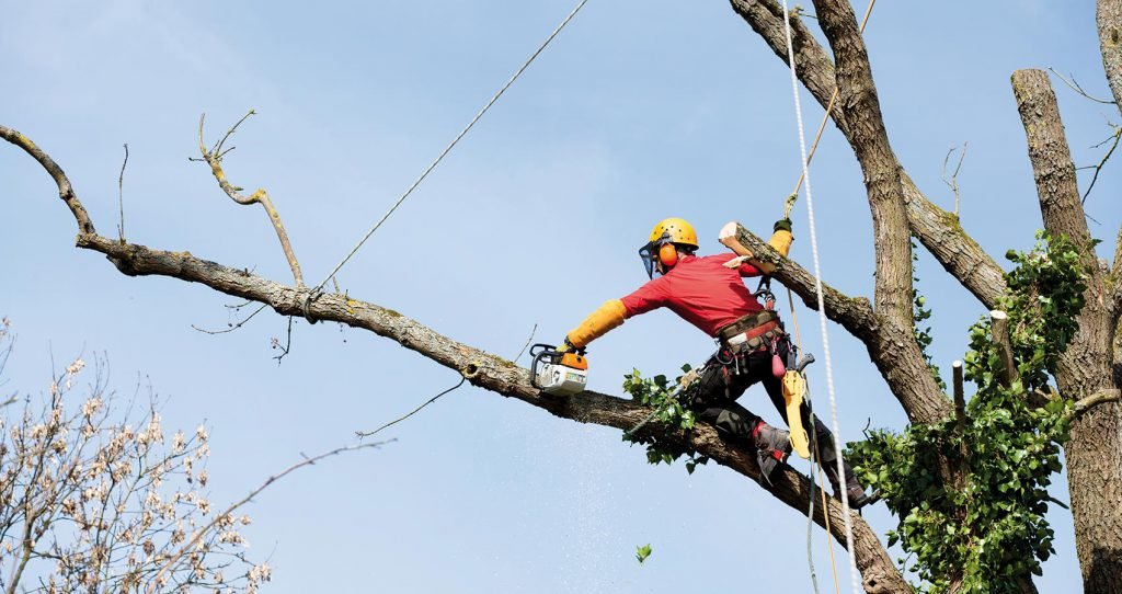 elagage d'arbres