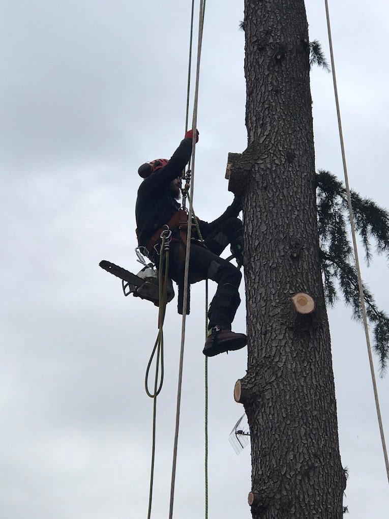 elagage d'arbres - Photo 8