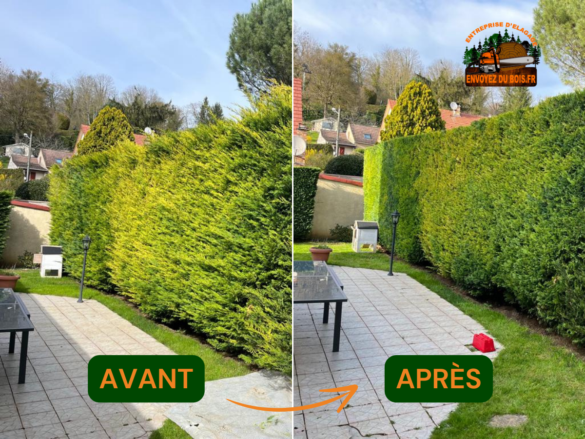 Taille de haies - Photo 7