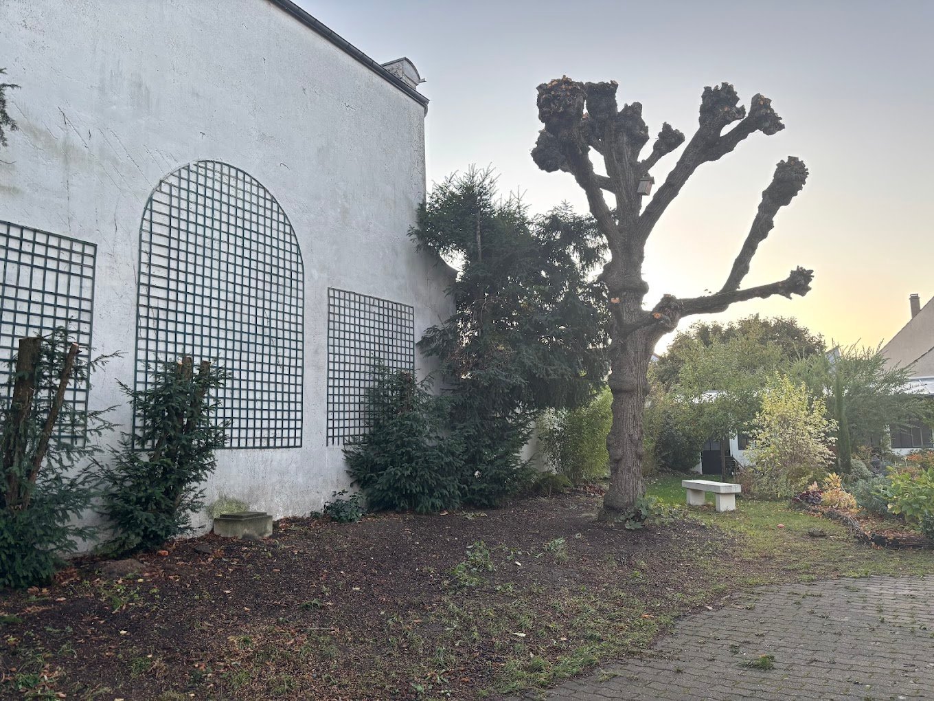 Taille de haies - Photo 6